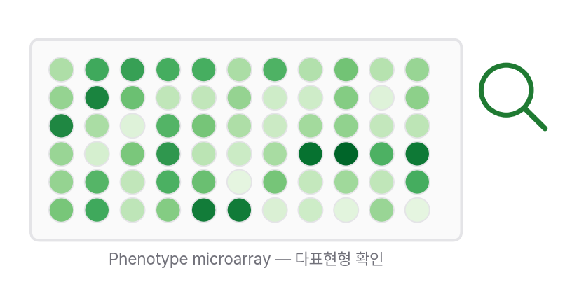후보 균주의 다표현형을 확인하는 Phenotype microarray 플레이트